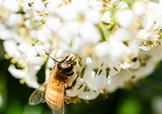 Bienenfreundliche Gärten